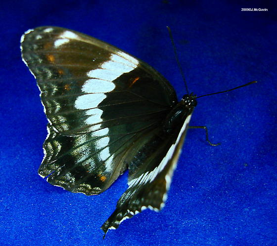 Liminitis astynax (aberrant, hybrid with arthemis, 7.23.2009 Carbon Co. PA, live 2) (Internet Image property of respective owner, non-commercial use only)